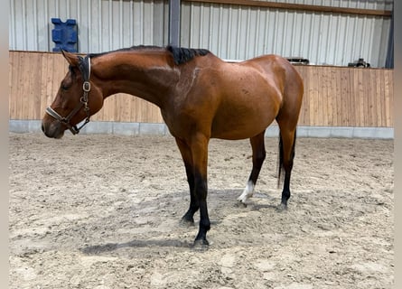 Deutsches Reitpony, Wallach, 3 Jahre, 148 cm, Brauner