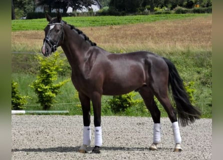 Deutsches Reitpony, Wallach, 3 Jahre, 148 cm, Brauner