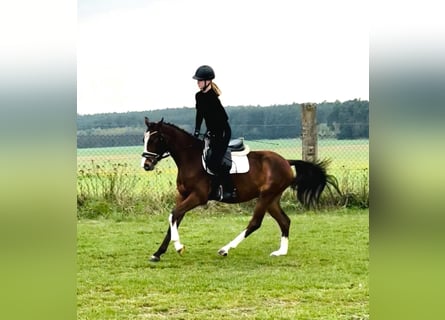 Deutsches Reitpony, Wallach, 3 Jahre, 148 cm, Brauner