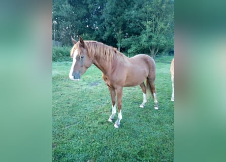 Deutsches Reitpony, Wallach, 3 Jahre, 148 cm, Fuchs