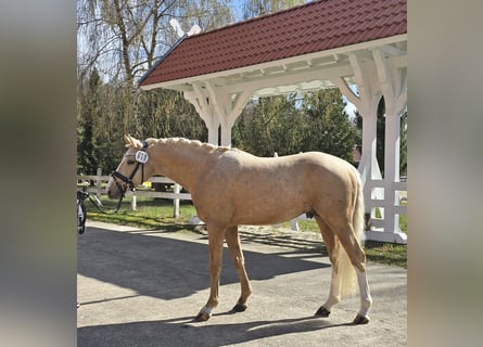 Deutsches Reitpony, Wallach, 3 Jahre, 148 cm, Palomino