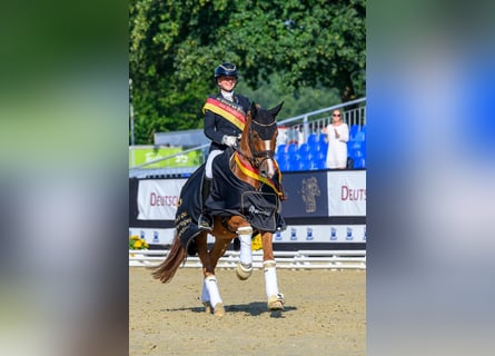 Deutsches Reitpony, Wallach, 3 Jahre, 149 cm, Fuchs