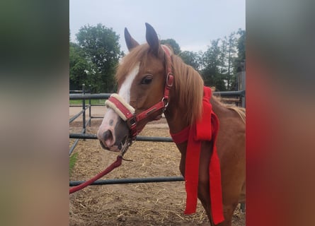 Deutsches Reitpony, Wallach, 3 Jahre, 149 cm, Fuchs