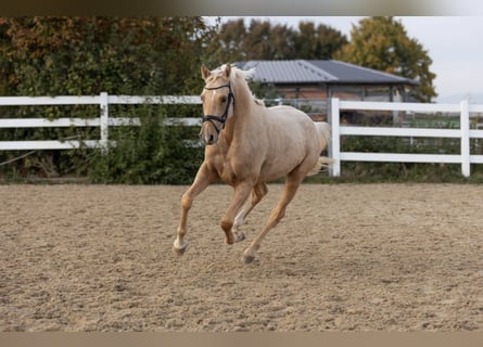 Deutsches Reitpony, Wallach, 3 Jahre, 149 cm, Palomino