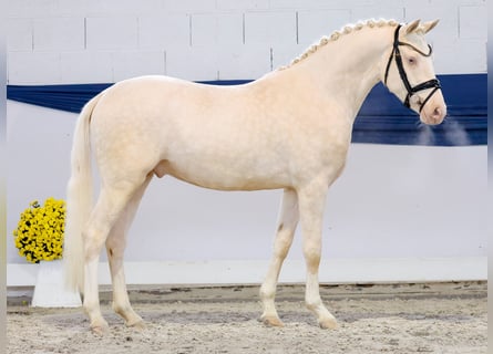 Deutsches Reitpony, Wallach, 3 Jahre, 149 cm, Perlino
