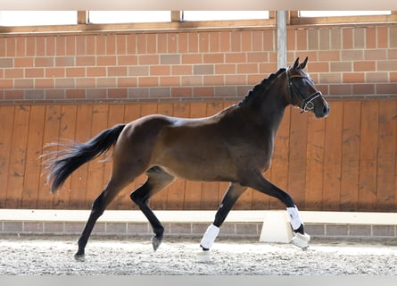 Deutsches Reitpony, Wallach, 3 Jahre, 150 cm, Dunkelbrauner