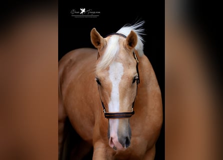 Deutsches Reitpony, Wallach, 3 Jahre, 150 cm, Palomino