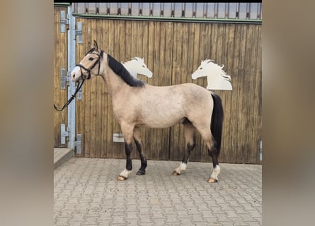 Deutsches Reitpony, Wallach, 3 Jahre, 152 cm, Buckskin