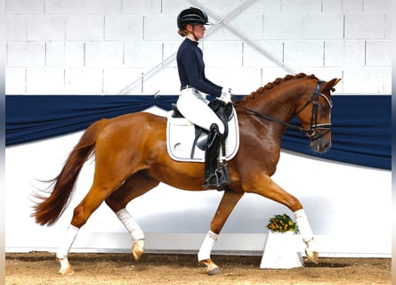 Deutsches Reitpony, Wallach, 3 Jahre, 152 cm, Fuchs