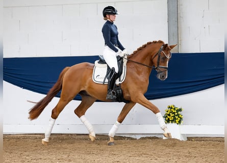 Deutsches Reitpony, Wallach, 3 Jahre, 152 cm, Fuchs