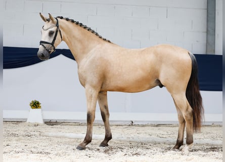 Deutsches Reitpony, Wallach, 3 Jahre, 153 cm, Falbe