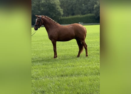 Deutsches Reitpony, Wallach, 3 Jahre, 153 cm, Fuchs