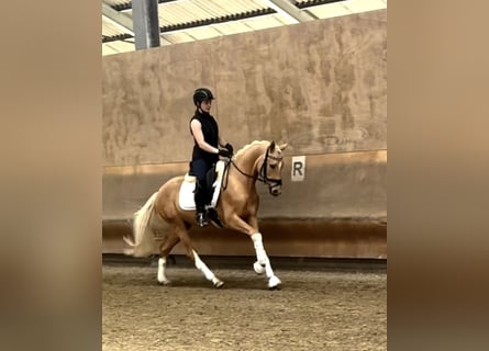 Deutsches Reitpony, Wallach, 3 Jahre, 153 cm, Palomino