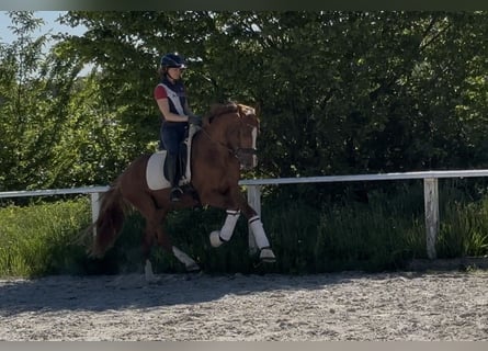 Deutsches Reitpony, Wallach, 3 Jahre, 155 cm, Fuchs