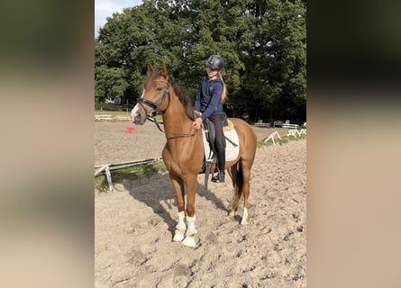 Deutsches Reitpony, Wallach, 3 Jahre, 156 cm, Fuchs