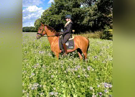 Deutsches Reitpony, Wallach, 3 Jahre, 156 cm, Fuchs