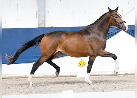 Deutsches Reitpony, Wallach, 3 Jahre, 164 cm, Brauner