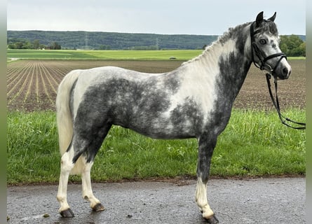 Deutsches Reitpony Mix, Wallach, 4 Jahre, 128 cm, Schecke