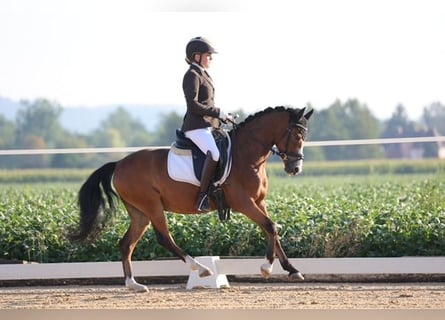 Deutsches Reitpony, Wallach, 4 Jahre, 139 cm, Brauner