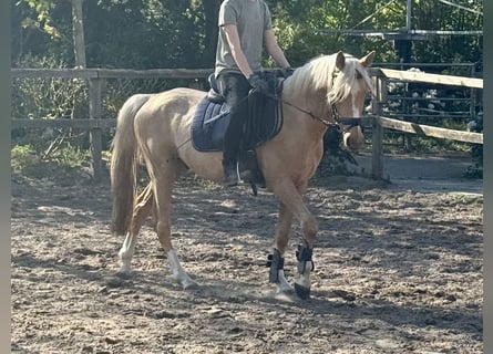 Deutsches Reitpony, Wallach, 4 Jahre, 140 cm, Palomino