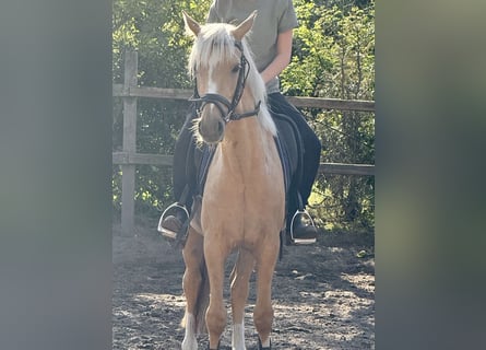 Deutsches Reitpony, Wallach, 4 Jahre, 140 cm, Palomino