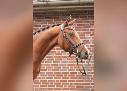Deutsches Reitpony, Wallach, 4 Jahre, 143 cm, Brauner