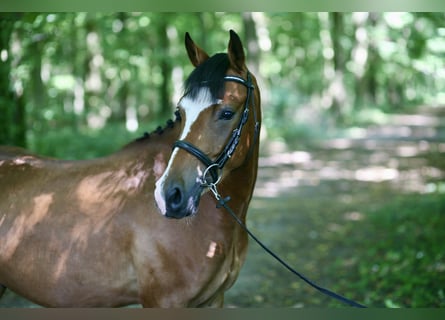 Deutsches Reitpony, Wallach, 4 Jahre, 143 cm, Brauner