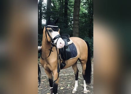 Deutsches Reitpony, Wallach, 4 Jahre, 143 cm