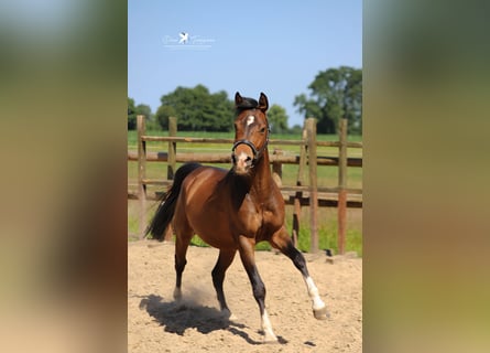 Deutsches Reitpony, Wallach, 4 Jahre, 144 cm, Brauner