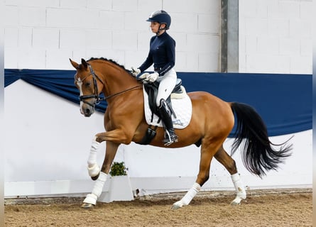 Deutsches Reitpony, Wallach, 4 Jahre, 145 cm, Brauner