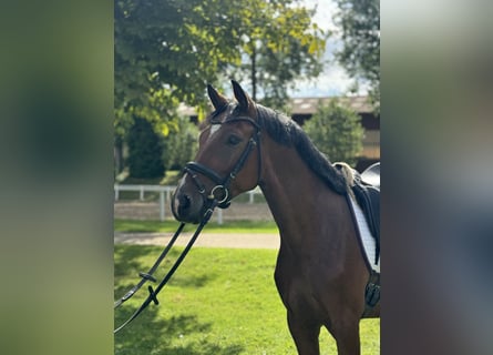 Deutsches Reitpony, Wallach, 4 Jahre, 145 cm, Brauner