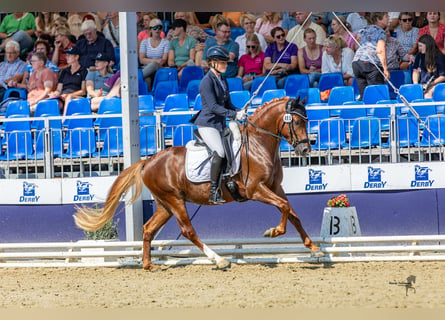 Deutsches Reitpony, Wallach, 4 Jahre, 145 cm, Dunkelfuchs