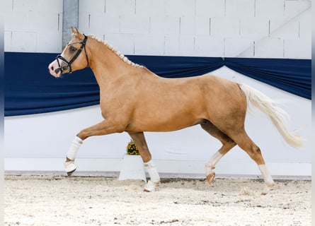 Deutsches Reitpony, Wallach, 4 Jahre, 145 cm, Palomino