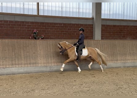 Deutsches Reitpony, Wallach, 4 Jahre, 145 cm, Palomino