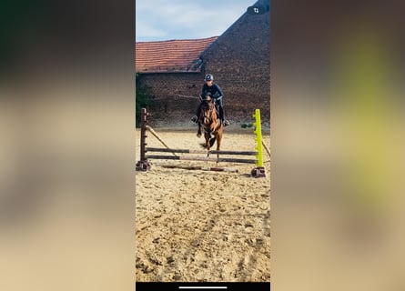 Deutsches Reitpony, Wallach, 4 Jahre, 146 cm, Brauner