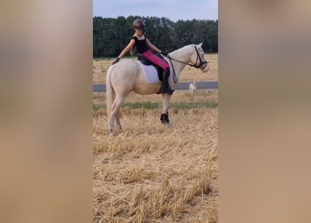 Deutsches Reitpony, Wallach, 4 Jahre, 146 cm, Cremello