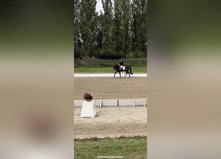 Deutsches Reitpony, Wallach, 4 Jahre, 146 cm, Dunkelbrauner