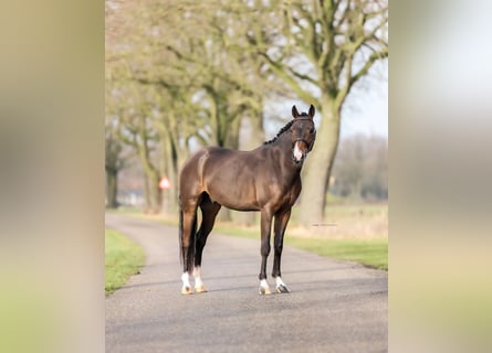 Deutsches Reitpony, Wallach, 4 Jahre, 146 cm, Dunkelbrauner