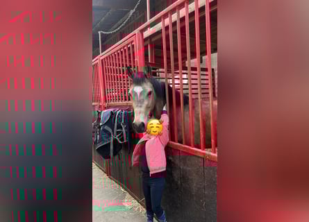 Deutsches Reitpony, Wallach, 4 Jahre, 146 cm, Falbe