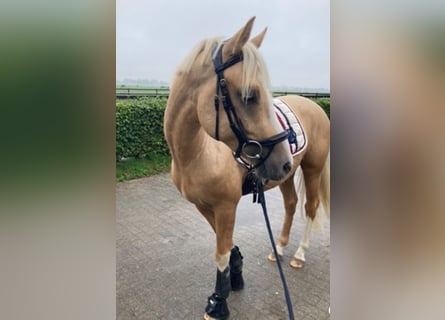 Deutsches Reitpony, Wallach, 4 Jahre, 146 cm, Falbe