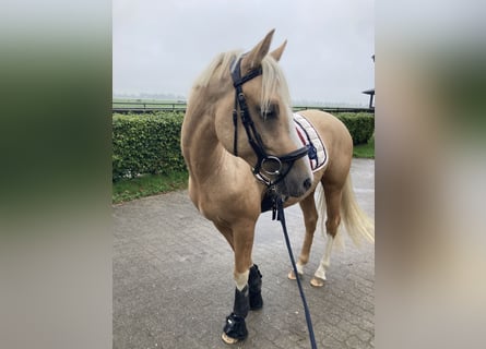 Deutsches Reitpony, Wallach, 4 Jahre, 146 cm, Falbe