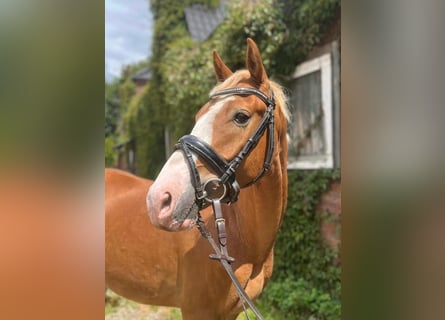 Deutsches Reitpony, Wallach, 4 Jahre, 146 cm, Fuchs