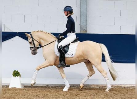 Deutsches Reitpony, Wallach, 4 Jahre, 146 cm, Palomino