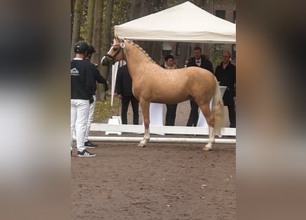 Deutsches Reitpony, Wallach, 4 Jahre, 146 cm, Palomino