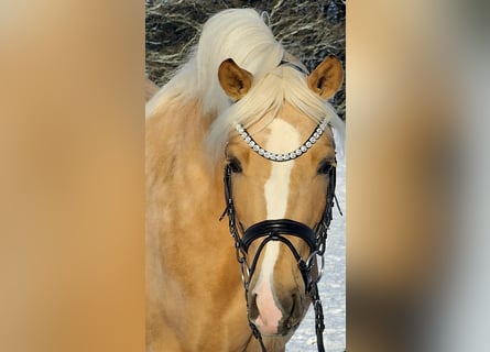 Deutsches Reitpony, Wallach, 4 Jahre, 146 cm, Palomino