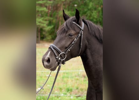 Deutsches Reitpony, Wallach, 4 Jahre, 146 cm, Rappe