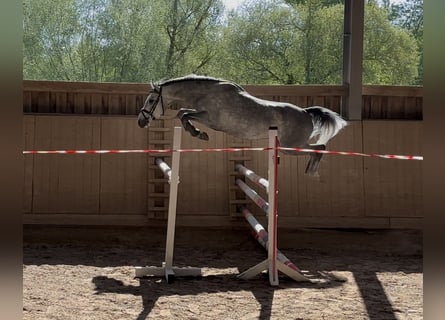 Deutsches Reitpony, Wallach, 4 Jahre, 146 cm, Schimmel