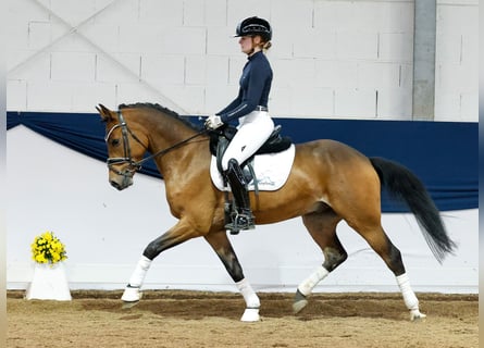 Deutsches Reitpony, Wallach, 4 Jahre, 147 cm, Brauner