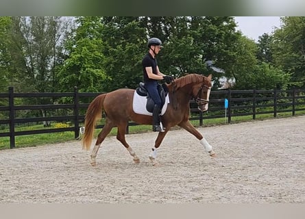 Deutsches Reitpony, Wallach, 4 Jahre, 147 cm