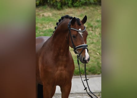 Deutsches Reitpony, Wallach, 4 Jahre, 147 cm, Dunkelbrauner